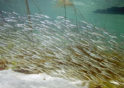 Sand eels.
Streamstown Bay, Connemara.
D200,20mm. Ambie... by Mark Thomas 